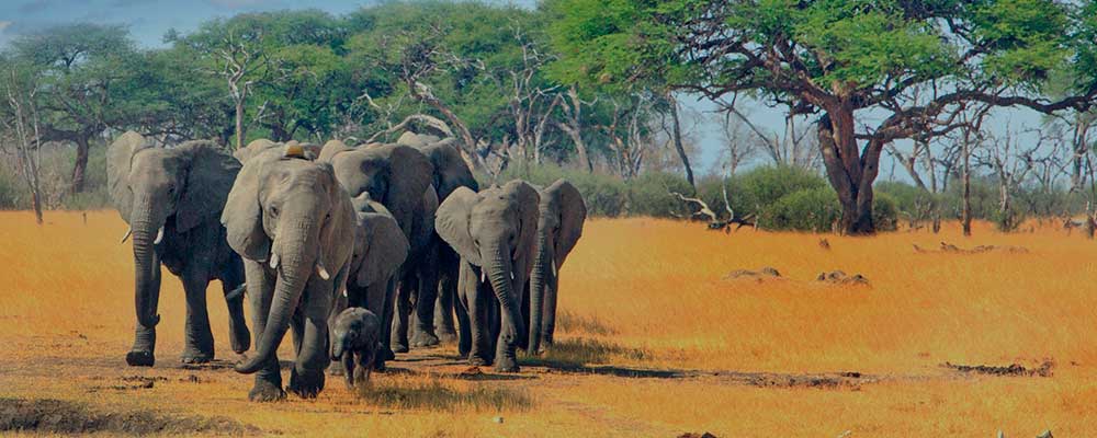 OKAVANGO EXPERIENCE